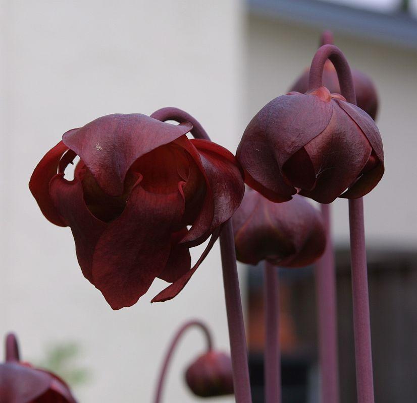 Sarracenia leucophylla