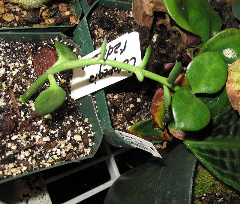 Ceropegia radicans