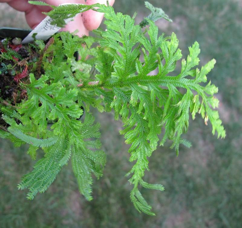 Selaginella vogelii