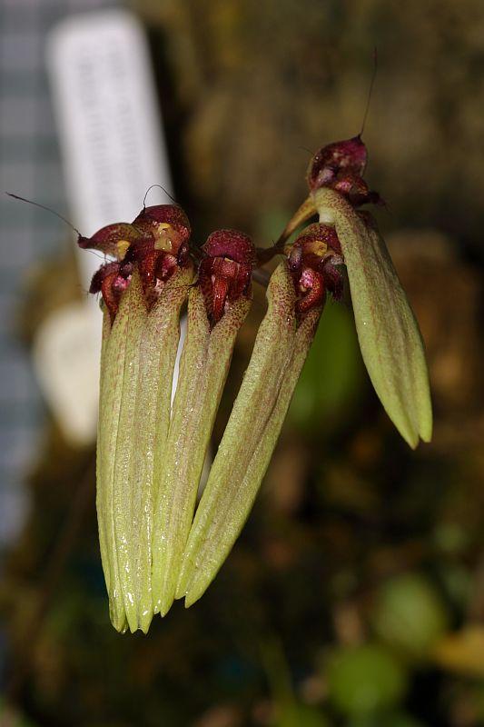 Cirrhopetalum umbellatum