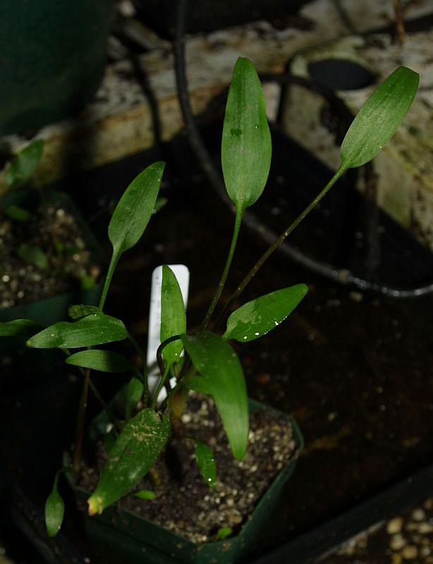 Cryptocoryne lucens