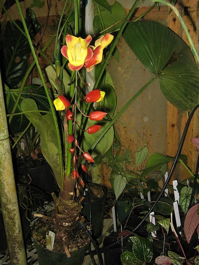 Thunbergia mysorensis