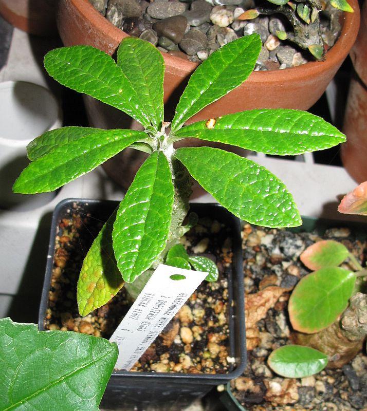 Dorstenia gigas