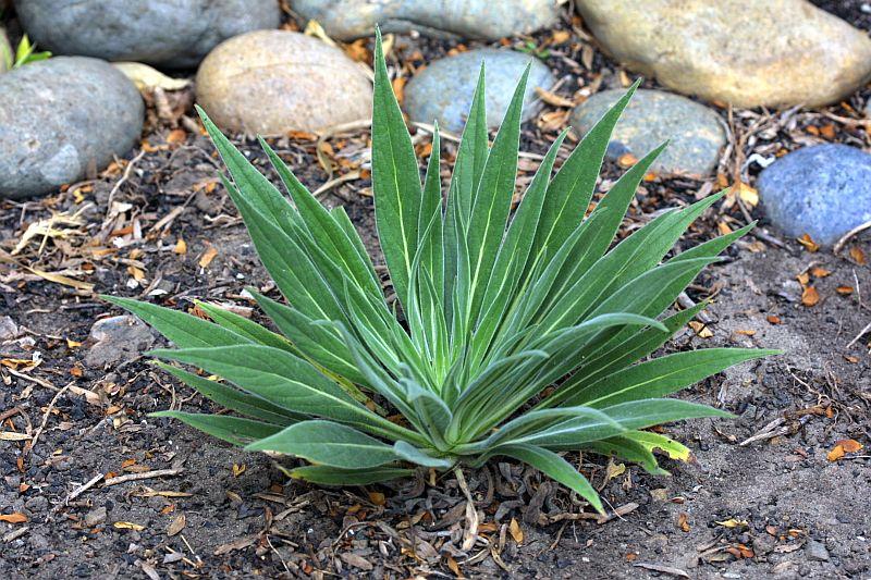 Echium wildpretii