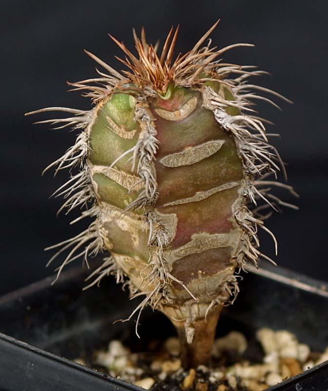 Euphorbia neohumbertii Blue Leaf