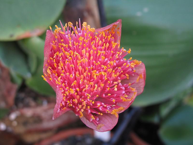 Haemanthus albiflos mislabeled