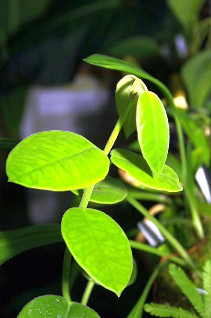 Hoya lauterbachii