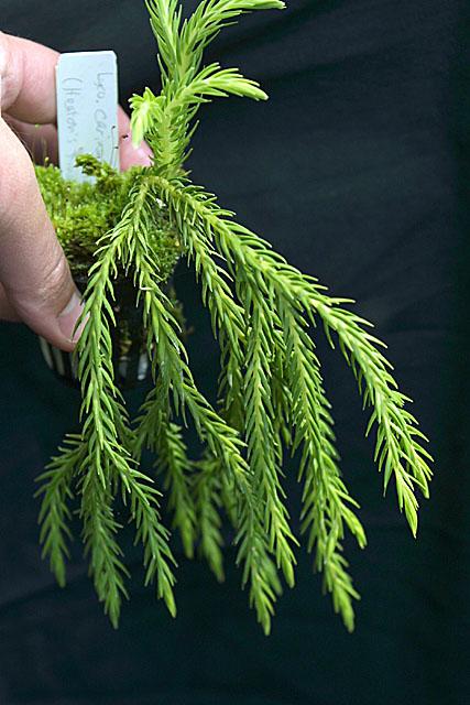 Lycopodium carinatum