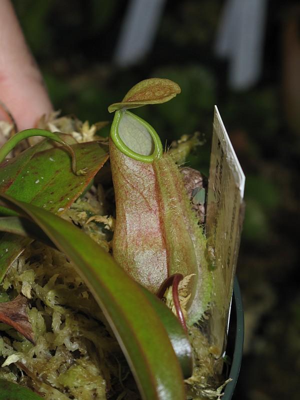 Nepenthes bellii