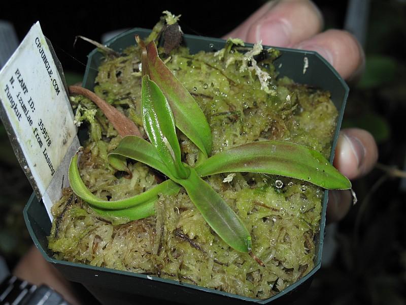 Nepenthes izumiae