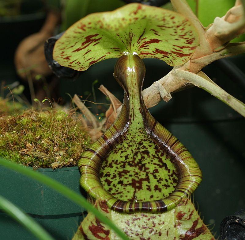 Nepenthes rafflesiana