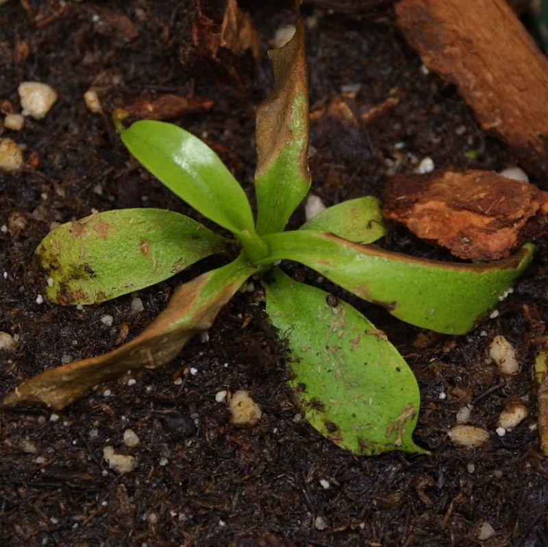 Nepenthes villosa