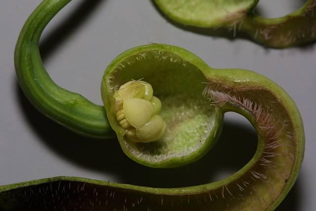 Aristolochia debilis