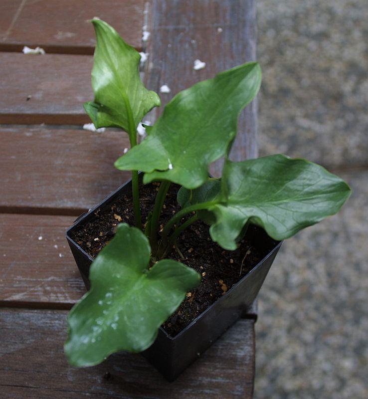 Arum sintensii