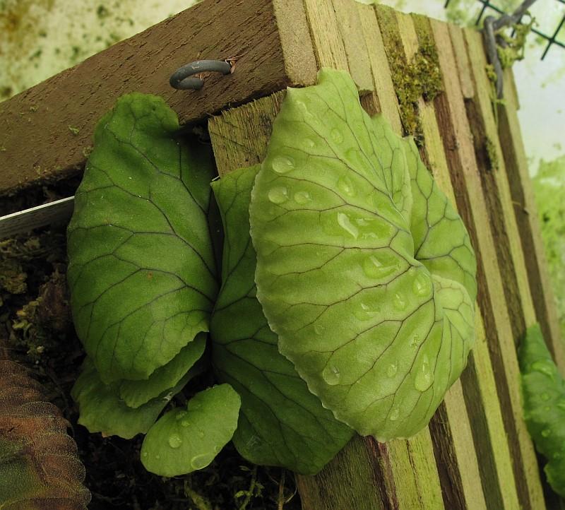 Platycerium madagascariense