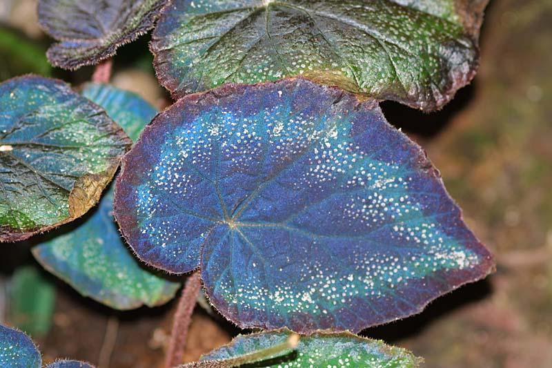 Begonia rex cultivar