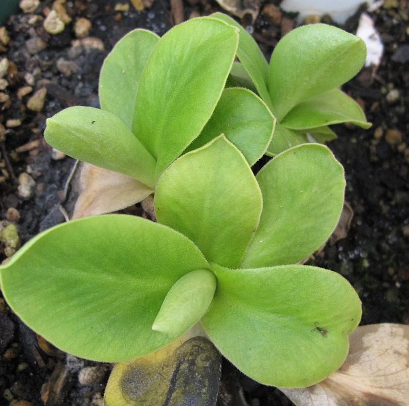 Primula auricula HB #7