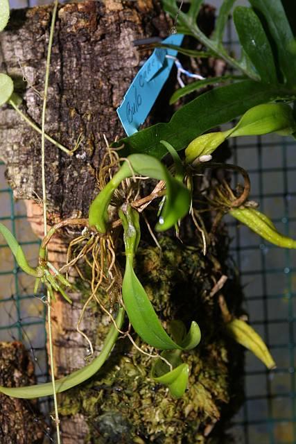 Bulbophyllum careyanum