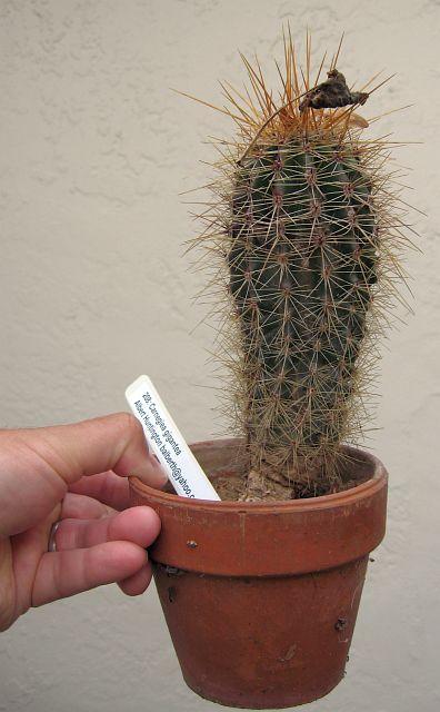 Carnegiea gigantea