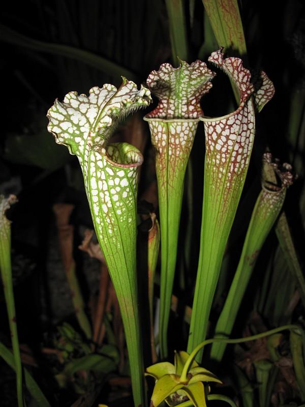 Sarracenia leucophylla Tarnok