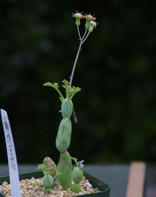 Senecio articulatus