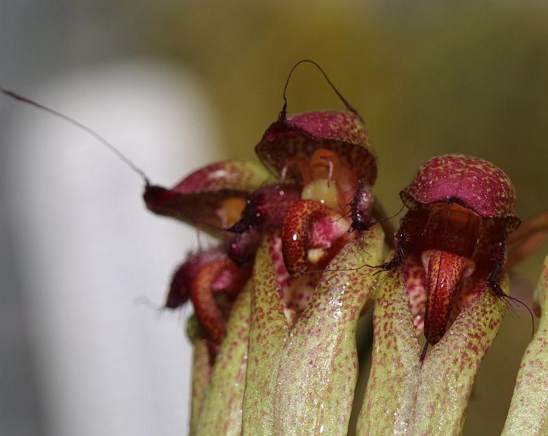 Cirrhopetalum umbellatum