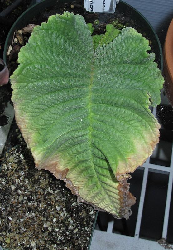 Streptocarpus dunnii