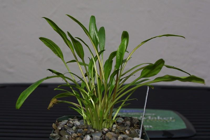 Cryptocoryne lutea