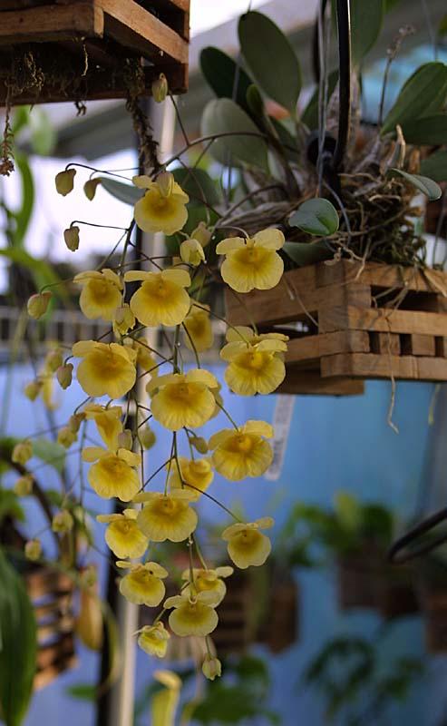 Dendrobium aggregatum