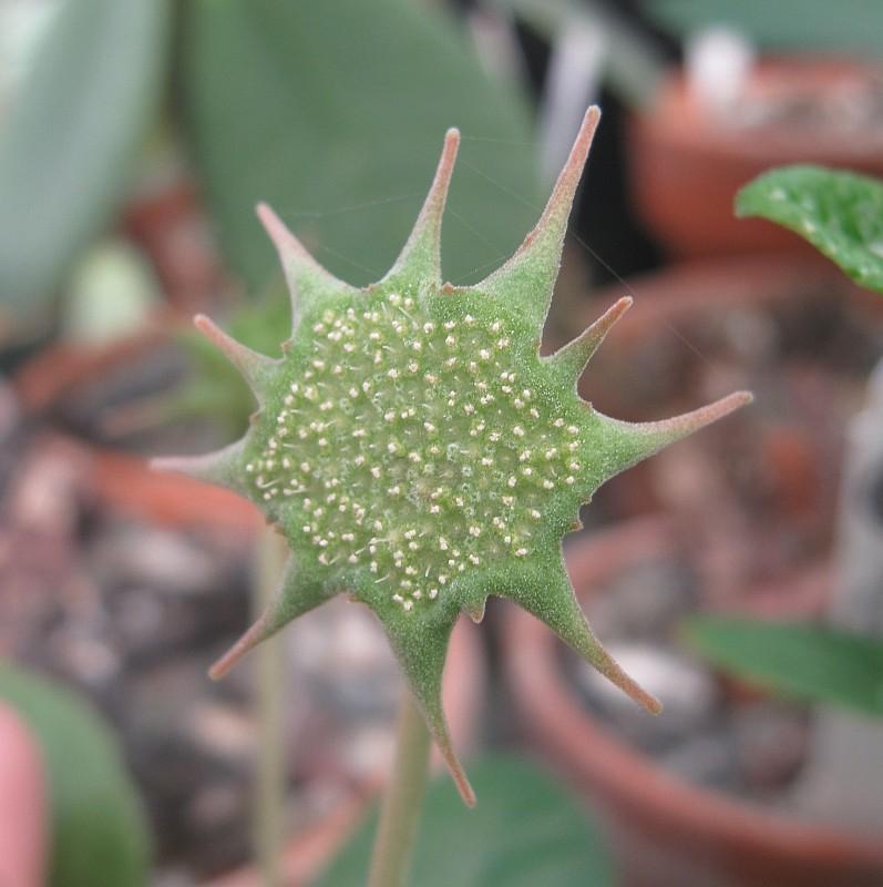 Dorstenia sp. B&L 751