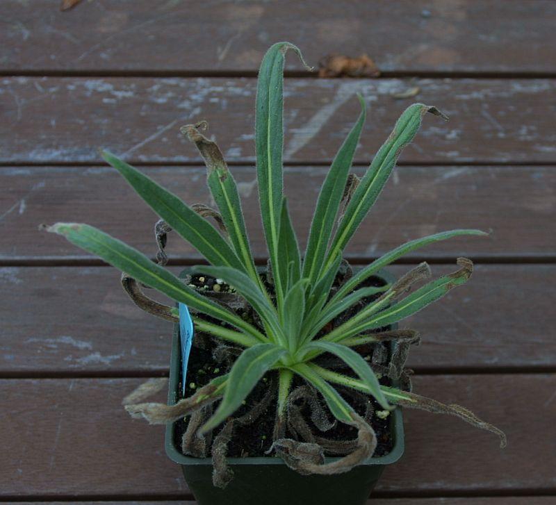 Echium wildpretii