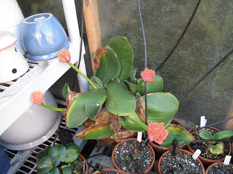 Haemanthus albiflos mislabeled