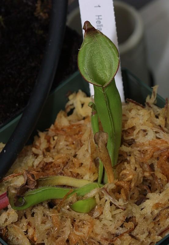 Heliamphora heterodoxa