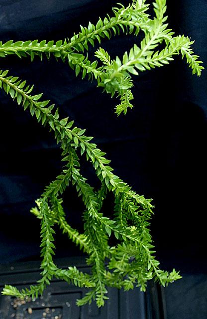 Lycopodium hamiltonii