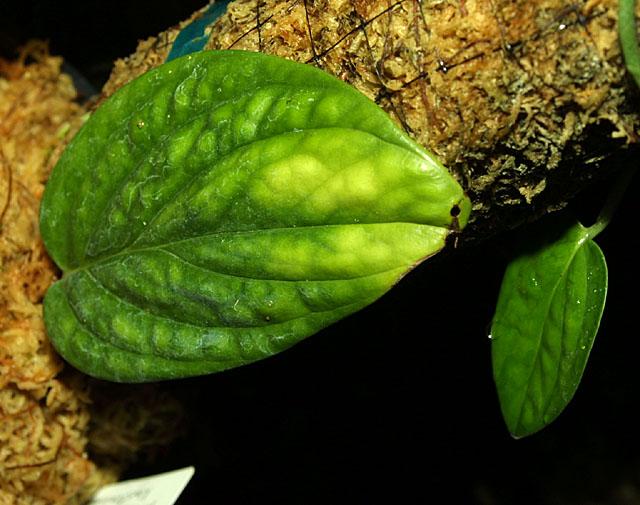 Monstera karstenianum