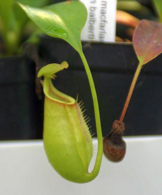 Nepenthes bicalcarata