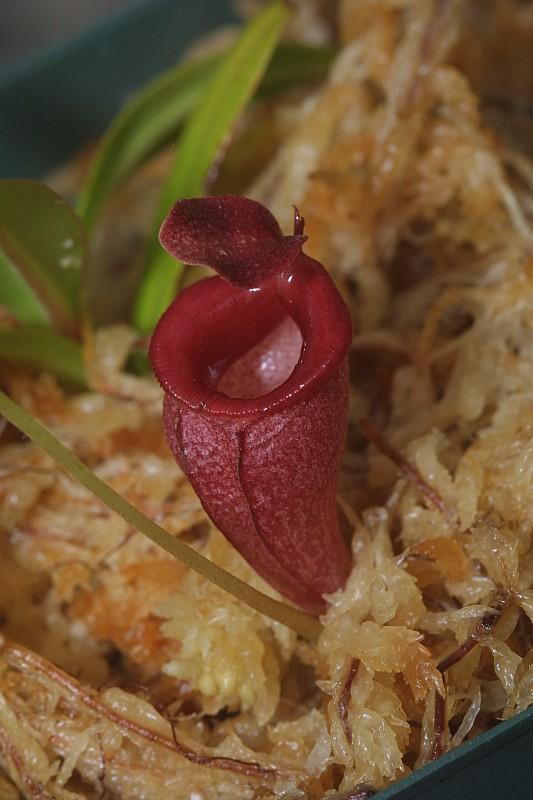 Nepenthes jacquelinae