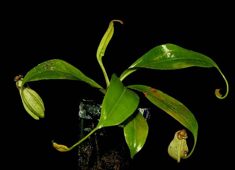 Nepenthes rafflesiana