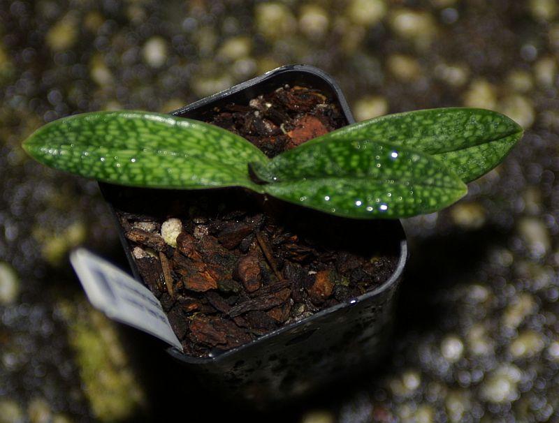 Paphiopedilum micranthum