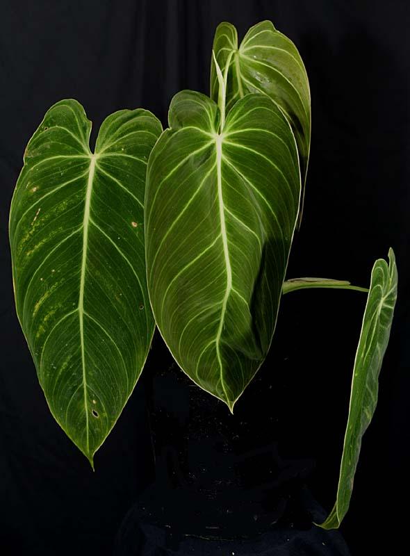 Philodendron andreanum