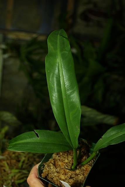 Philodendron sp Unknown 1