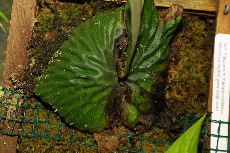 Platycerium madagascariense