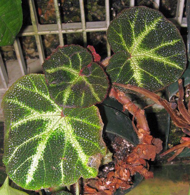 Begonia soli mutatai