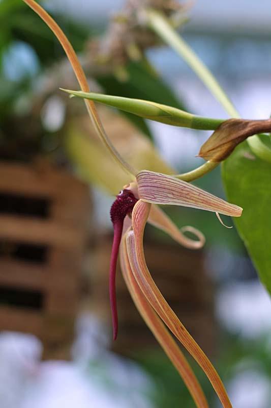 Bulbophyllum echinolabium