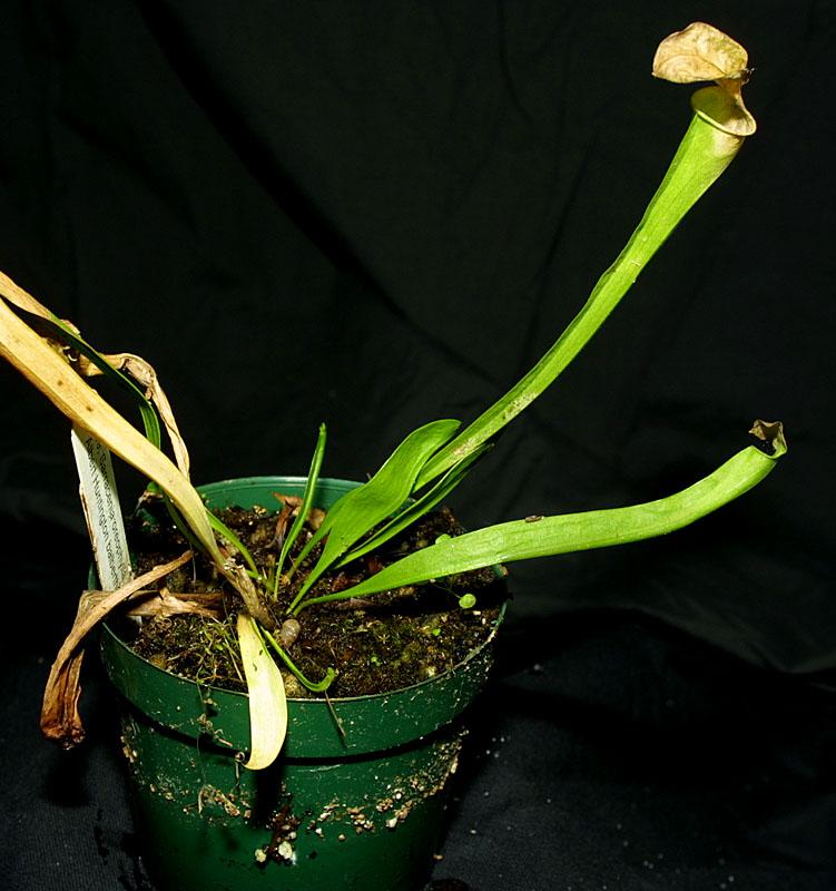 Sarracenia oreophila