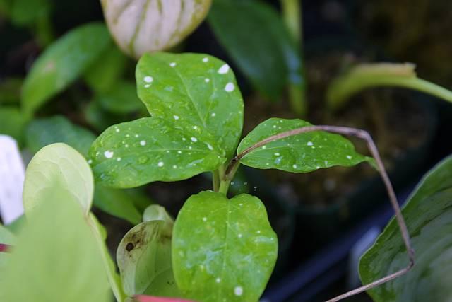 Ceropegia sp Starry Night