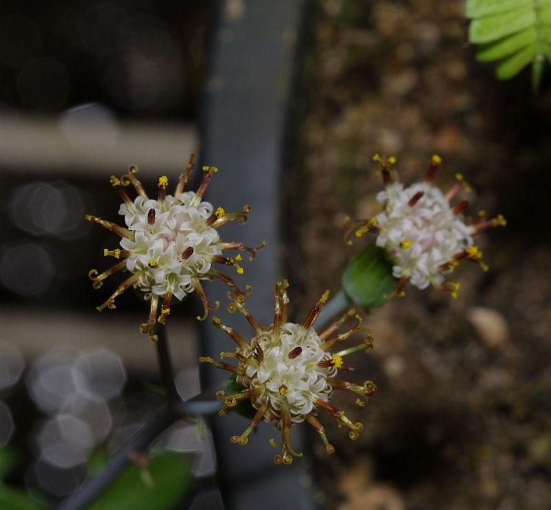 Senecio articulatus