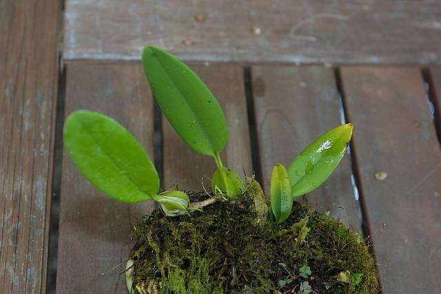 Cirrhopetalum umbellatum