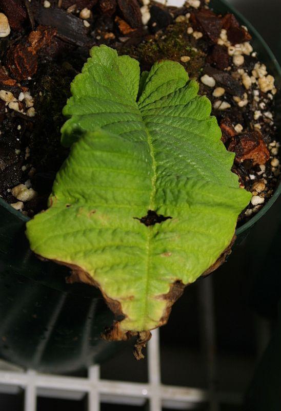 Streptocarpus dunnii