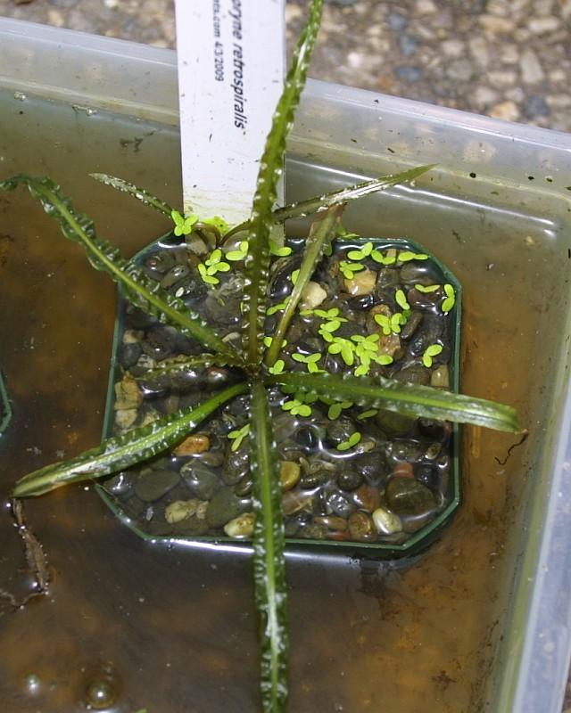 Cryptocoryne retrospiralis